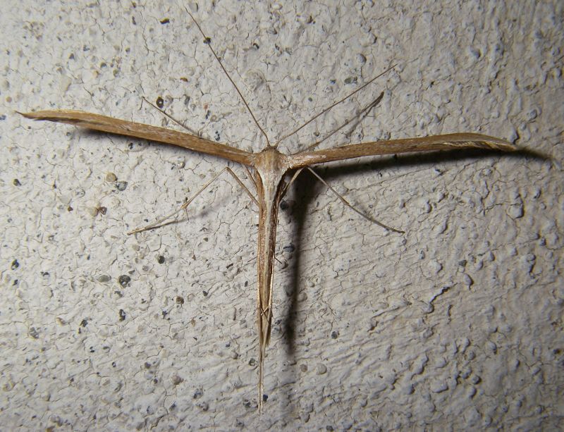 Pterophoridae