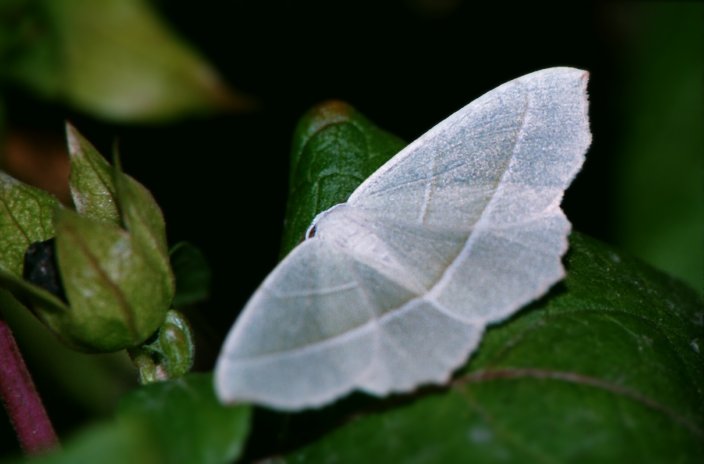 Campaea margaritaria (Geometridae)