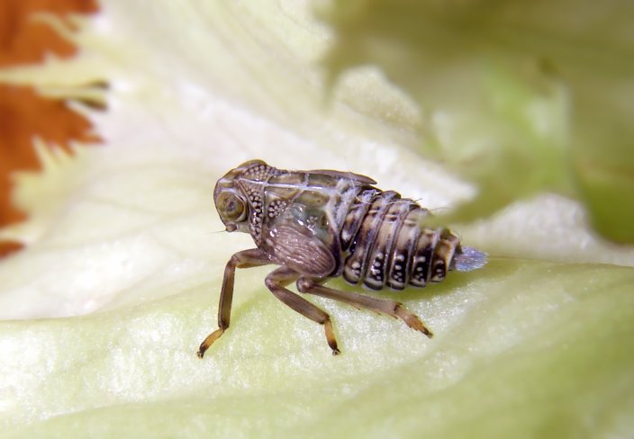 Omottero giovanissimo (Issidae)