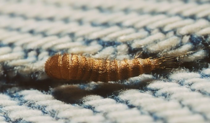 Microcoryphia: Machilidae sp.