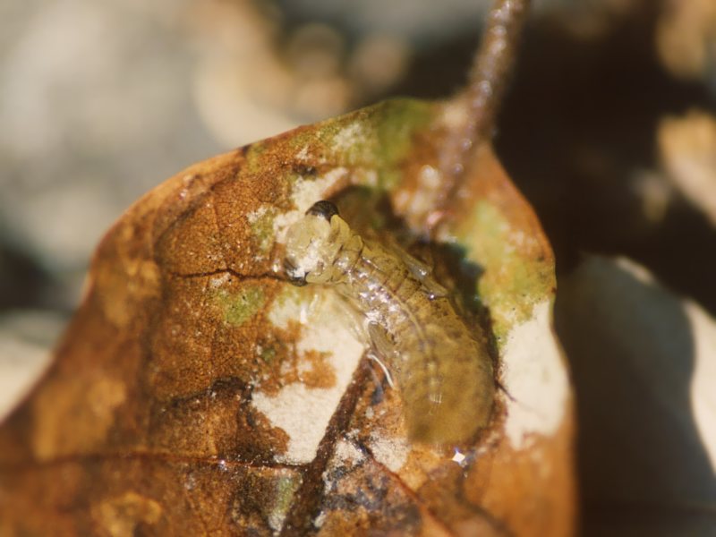 Larva di libellula