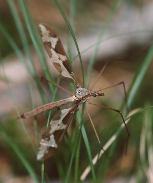 Tipulide enorme - Tipula maxima