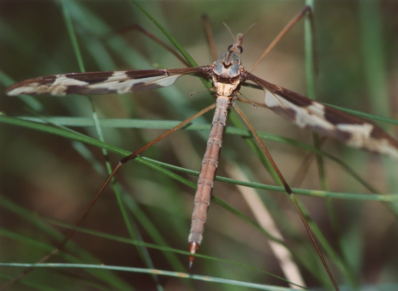 Tipulide enorme - Tipula maxima