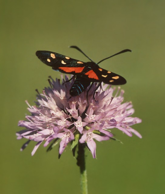 Zygaena transalpina