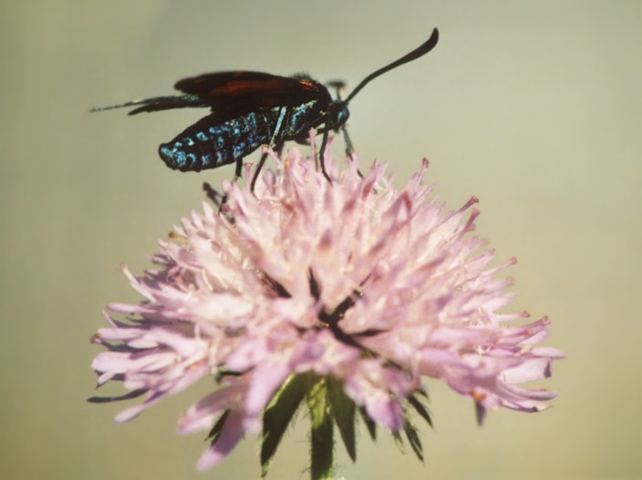 Zygaena transalpina