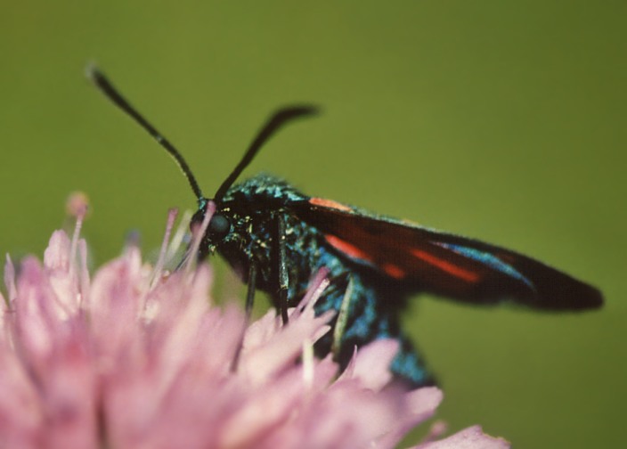 Zygaena transalpina