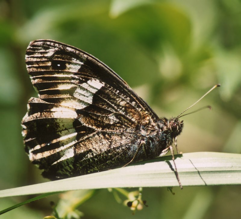 Hipparchia fagi (almeno credo)