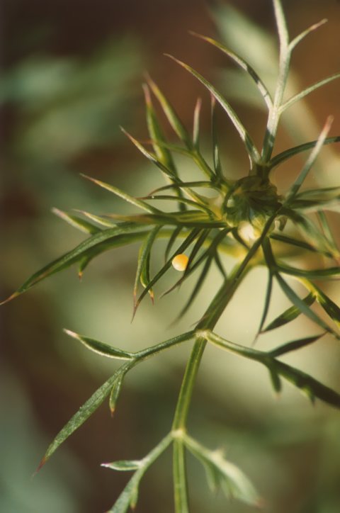 Bruco di Iphiclides podalirius