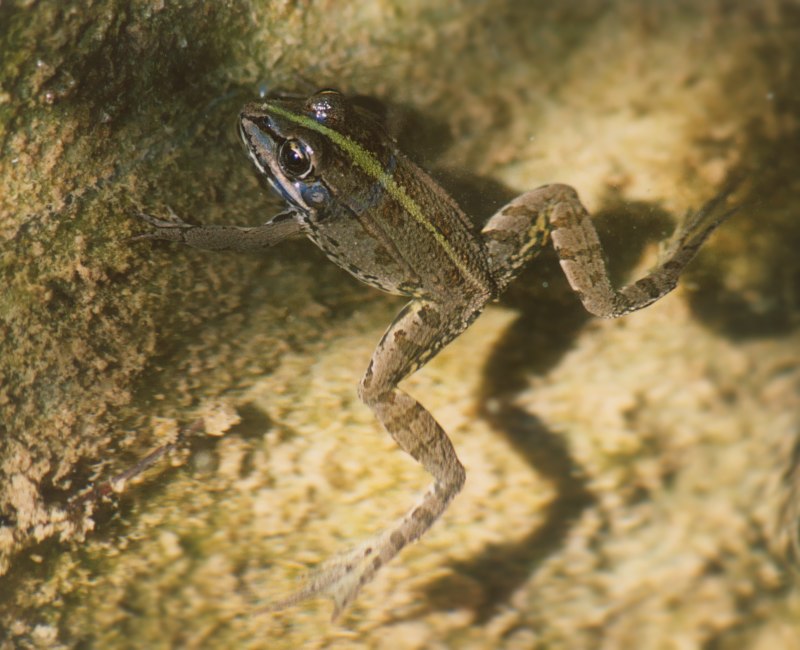 Piccola rana - Pelophylax sp. (Sicilia)