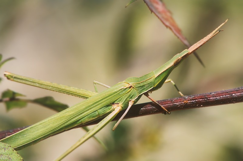 Acrida turrita o Acrida ungarica mediterranea ?