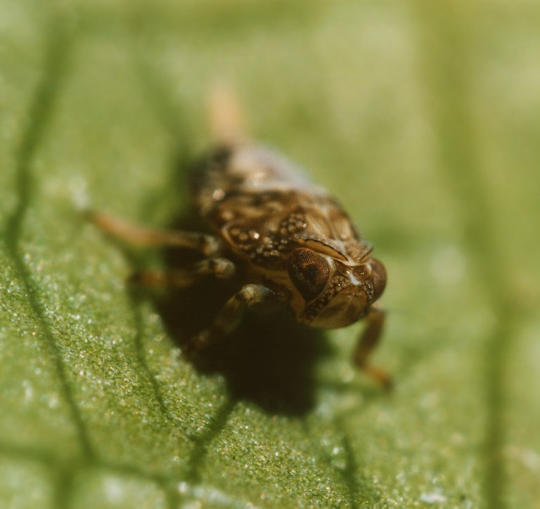 Omottero giovanissimo (Issidae)