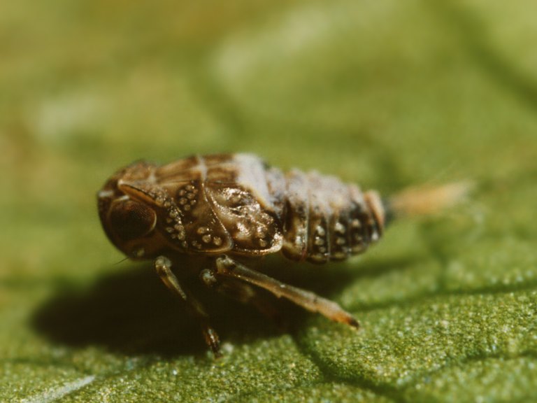 Omottero giovanissimo (Issidae)