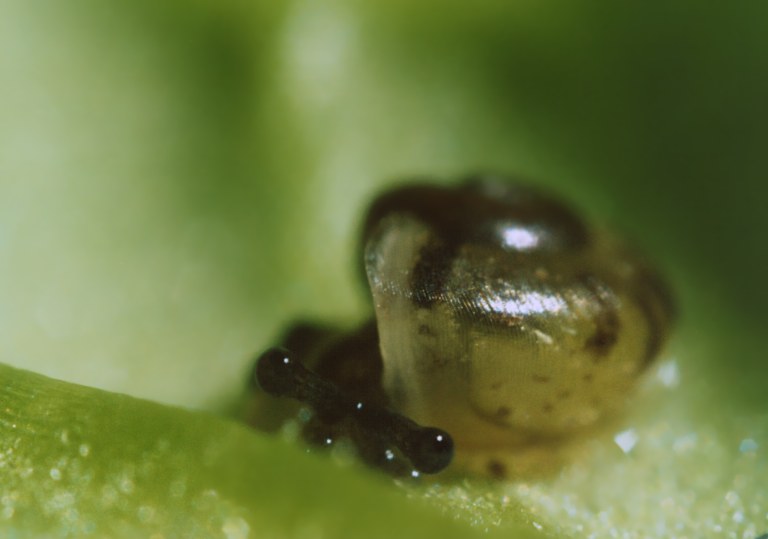 Che occhi grandi hai !