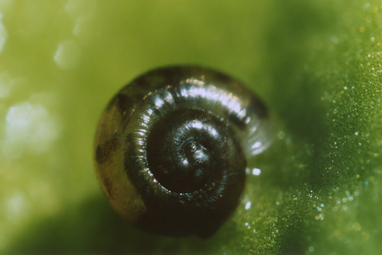 Che occhi grandi hai !