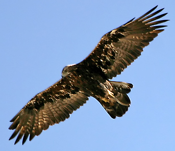 Aquila reale