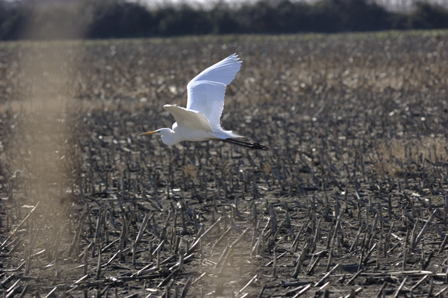 Airone Bianco Maggiore...