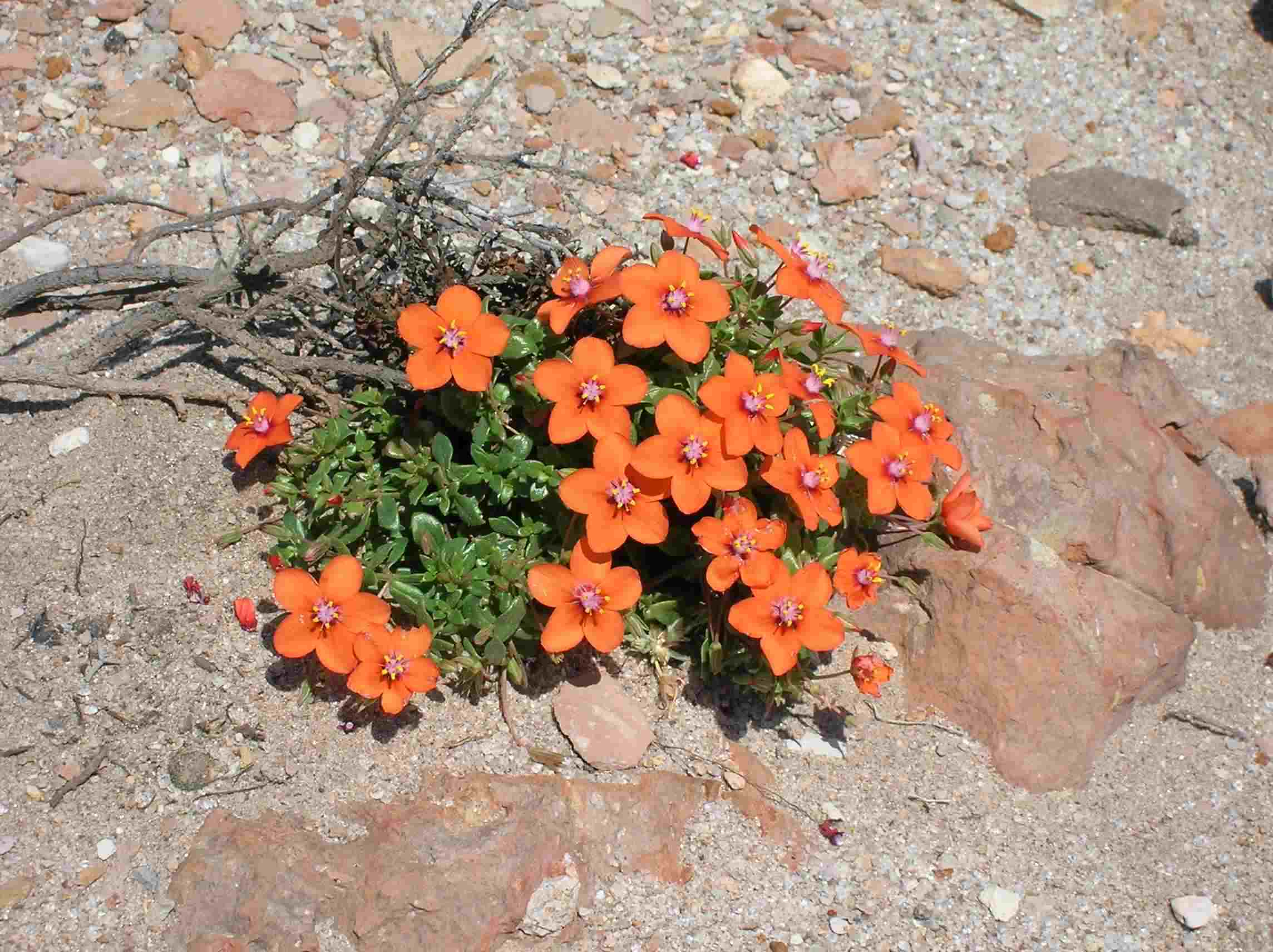 Piante all''Isola di San Pietro (Sardegna sudoccidentale)