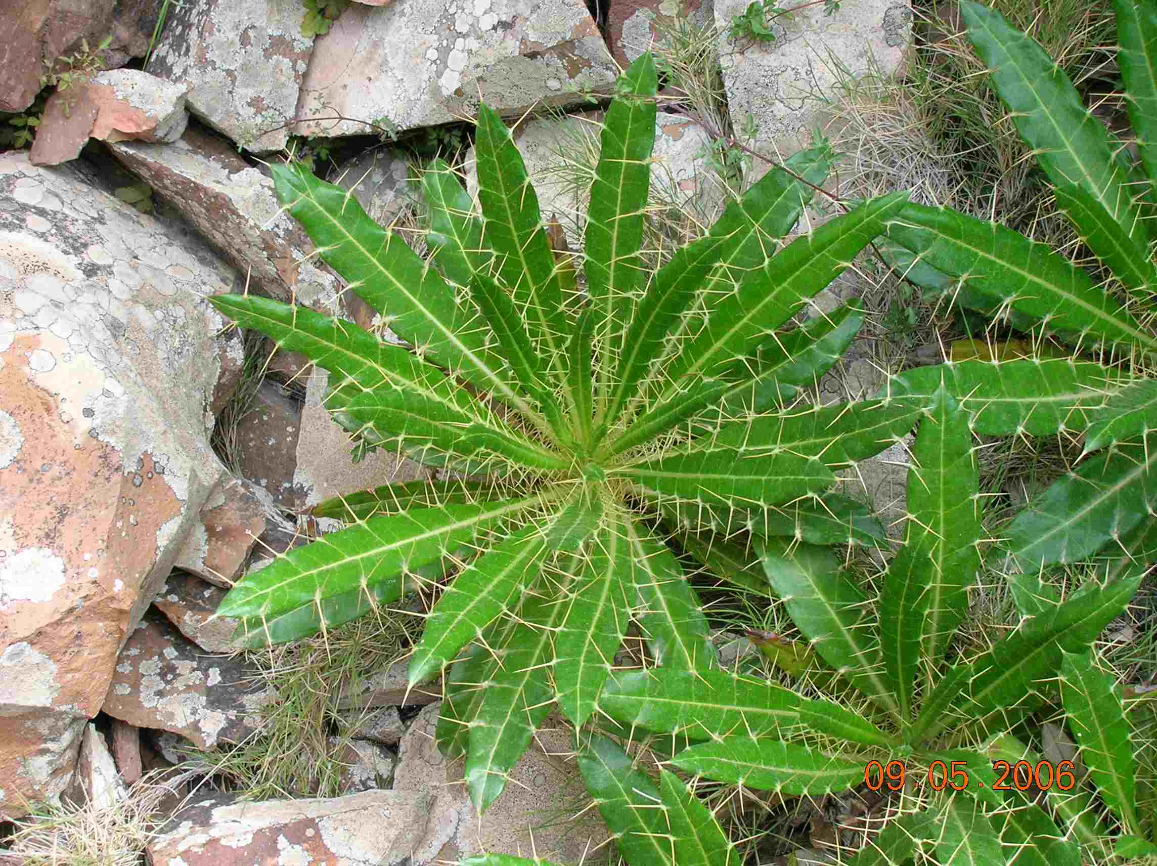 Piante all''Isola di San Pietro (Sardegna sudoccidentale)