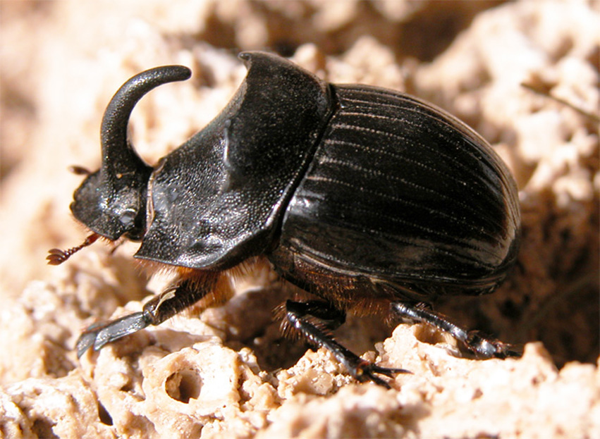 Coleottero sardo