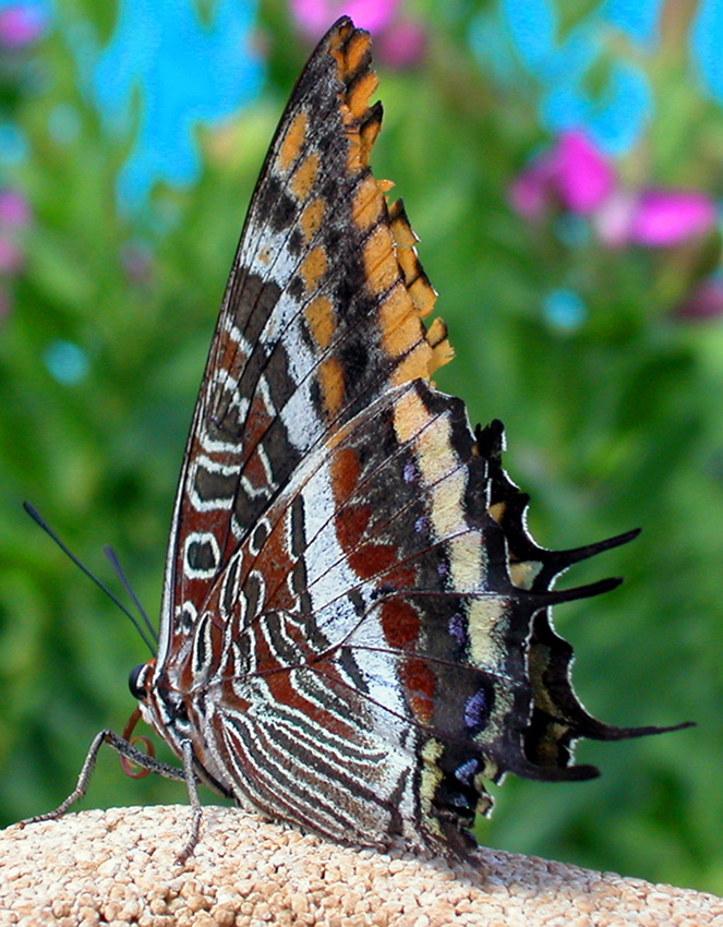 Charaxes jasius