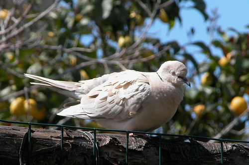 Pisolino mediterraneo