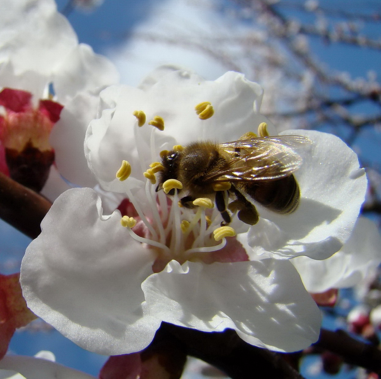 Insetti e fiori