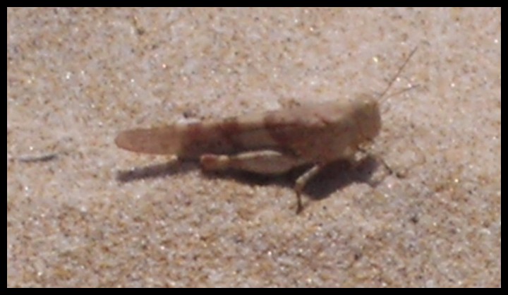 Oedipoda sp. (Acrididae)