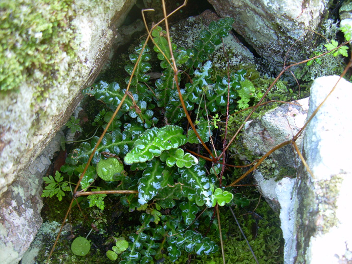 Asplenium ceterach / Erba ruggine