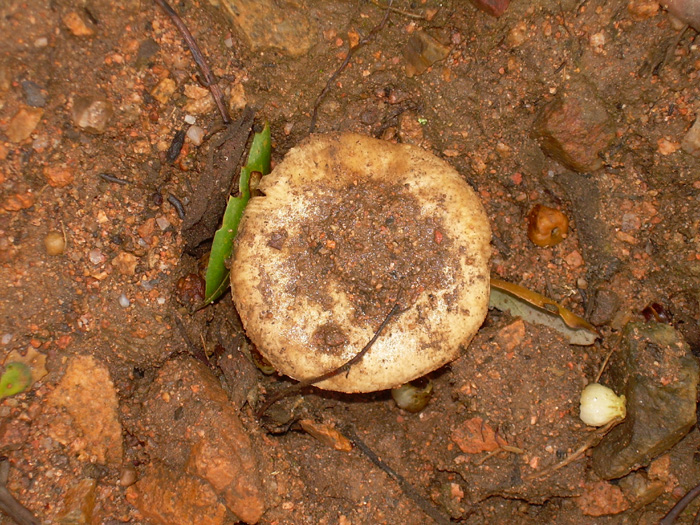 Quando i funghi si danno alla macchia....