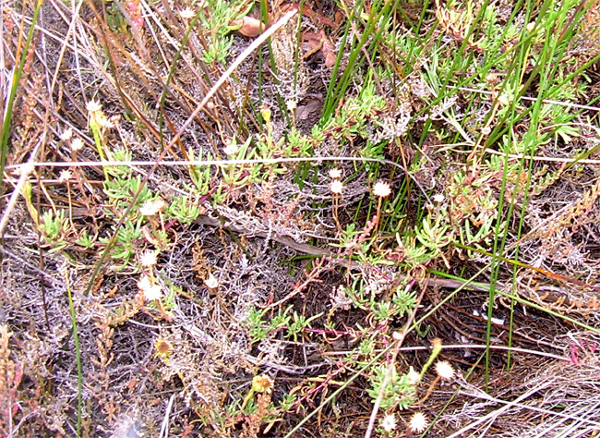 Limbarda crithmoides / Inula marina