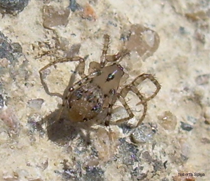 Mimetidae