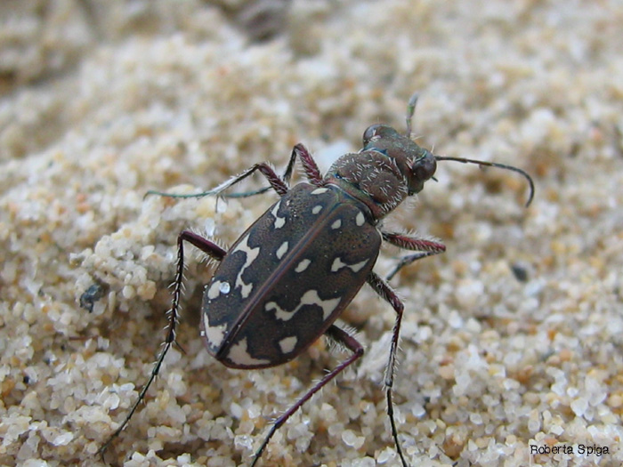 Lophyra flexuosa sardea?