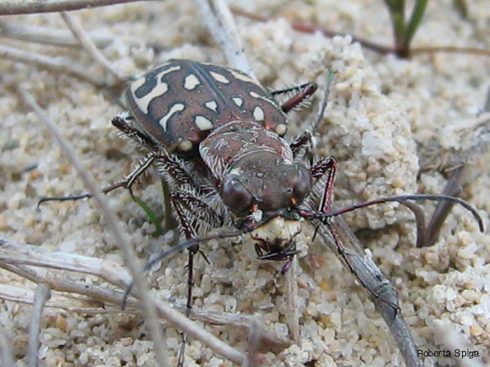 Lophyra flexuosa sardea?