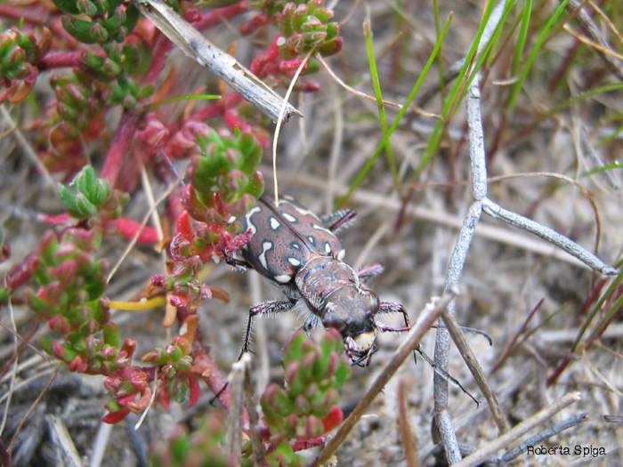 Lophyra flexuosa sardea?