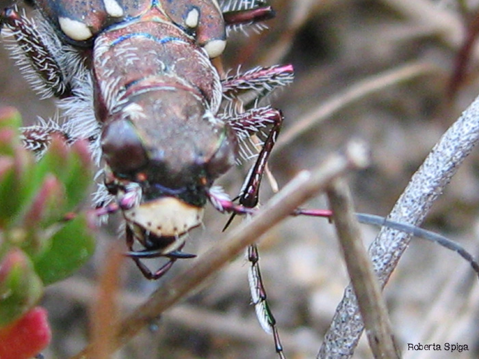 Lophyra flexuosa sardea?