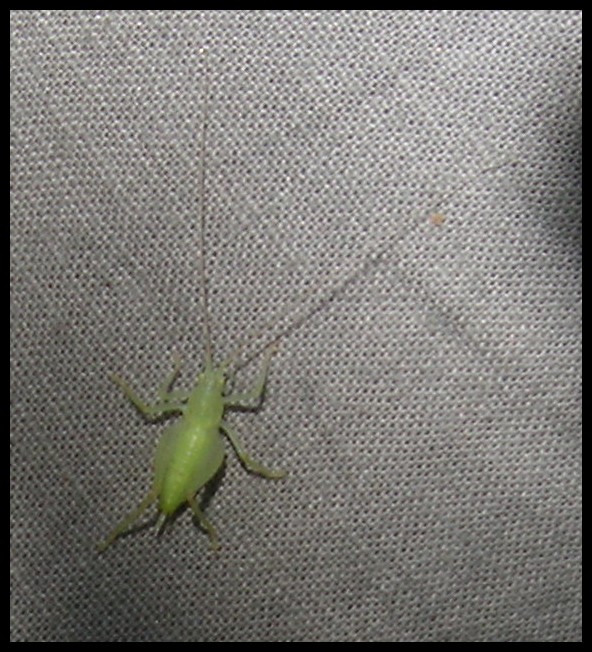 Ensifero da determinare