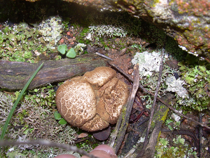 Quando i funghi si danno alla macchia....