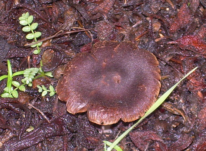 Quando i funghi si danno alla macchia....