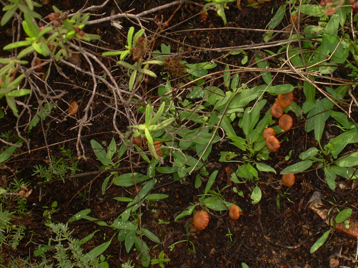 Quando i funghi si danno alla macchia....