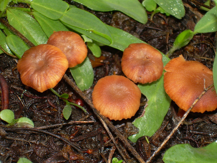 Quando i funghi si danno alla macchia....