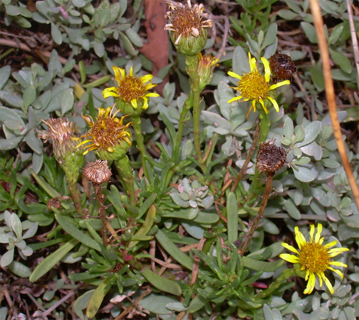 Limbarda crithmoides / Inula marina