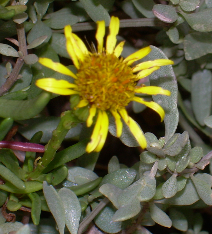 Limbarda crithmoides / Inula marina