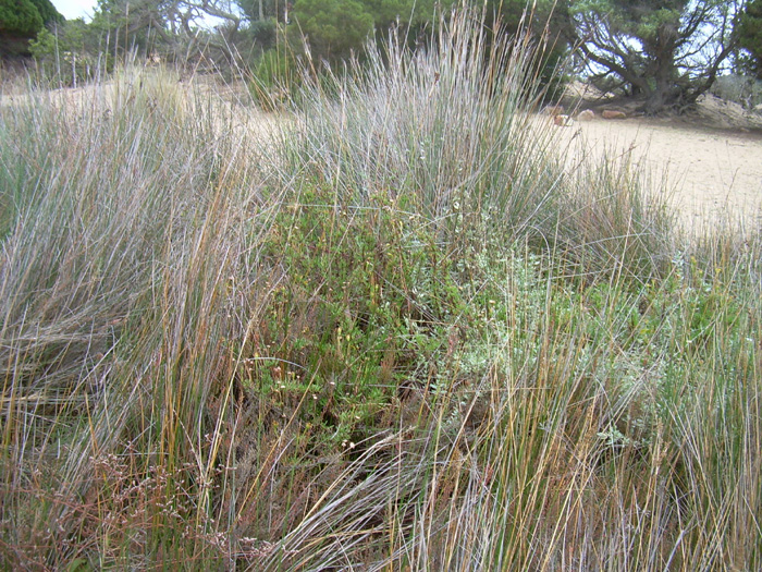 Limbarda crithmoides / Inula marina