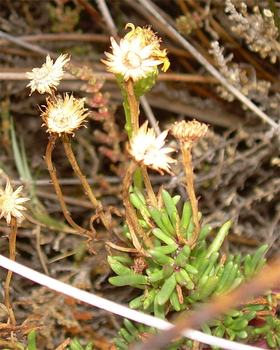 Limbarda crithmoides / Inula marina