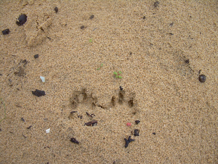 Tracce sulla sabbia