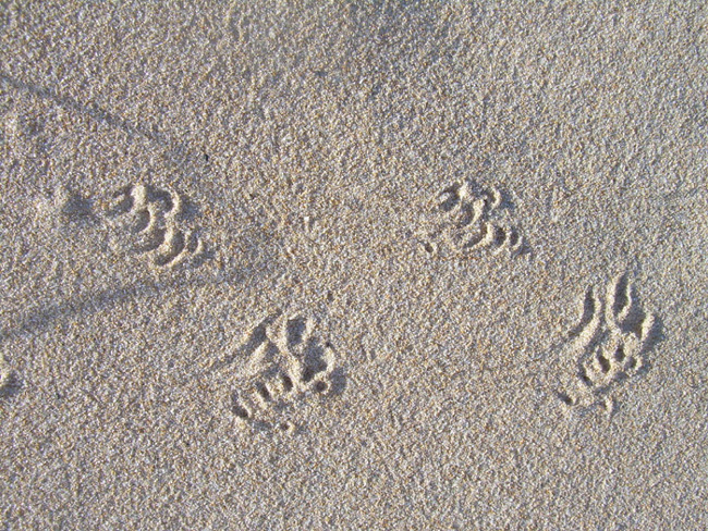 Tracce sulla sabbia 2