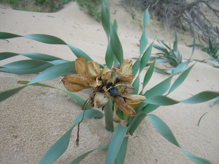 Pancratium maritimum / Giglio di mare, Pancrazio