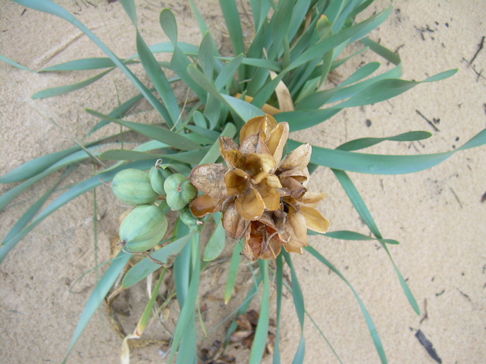 Pancratium maritimum / Giglio di mare, Pancrazio