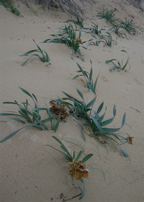 Pancratium maritimum / Giglio di mare, Pancrazio