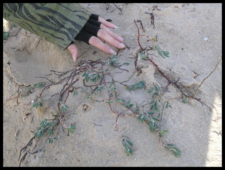 Polygonum maritimum vs. Polygonum robertii